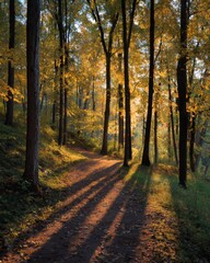 Obraz premium Golden-leaved trees casting long shadows across a peaceful walking trail in late afternoon light.