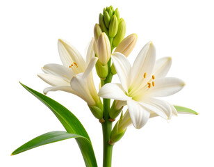 Obraz premium Minimalist Single Tuberose Stem with Negative Space, isolated on transparent background