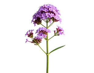 Fototapeta premium Minimalist Single Verbena Stem with Blossoms, isolated on transparent background