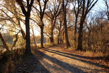 Golden-leaved trees casting long shadows across a peaceful walking trail in late afternoon light.
