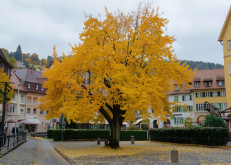 Obraz premium A photo of ginkgo trees in autumn, surrounded by beautiful building