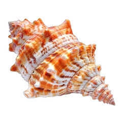 Close-up of a spiral seashell, showcasing intricate patterns and colors