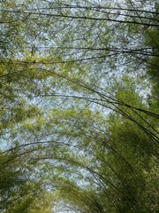 Asian-Inspired Bamboo Forest: Calm and Verdant Scene for Relaxation and Growth.