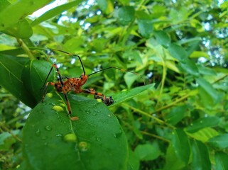 Brightly Colored Assassin Insects on Dewy Leaves
