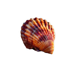 Obraz premium Striking Seashell Isolated Against A Black Backdrop
