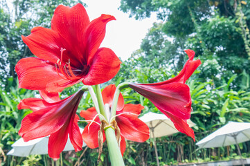 Red Hippeastrum or Amaryliss bloom under sun light. Vibrant red amaryllis blooming by a pool side...