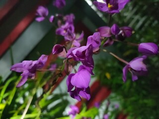 Close-up of vibrant purple flowers blooming in a garden, showcasing their delicate petals and rich color against a blurred background.