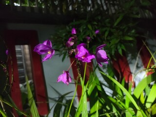 Vibrant purple flowers bloom in the evening garden, showcasing delicate petals and lush green leaves in soft light.