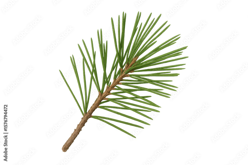 Poster freshly cut pine branch isolated on a transparent background, perfect for adding a touch of nature t