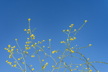 Hirschfeldia incana (Brassica geniculata, flowering plant mustard family. shortpod mustard,...