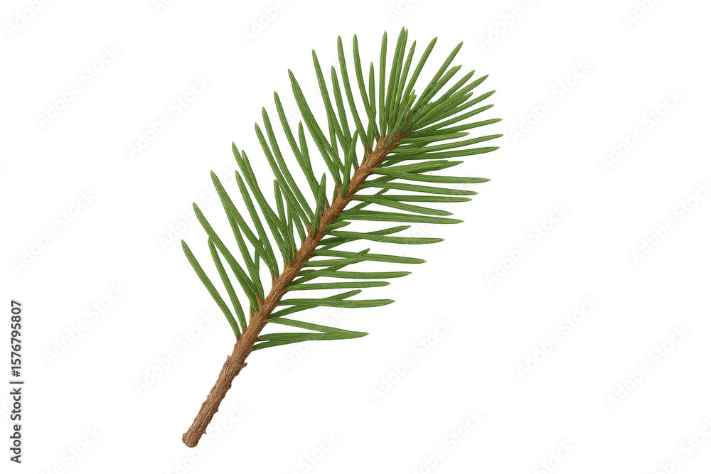 Poster fresh spruce branch isolated on transparent background, perfect for adding a touch of nature to desi