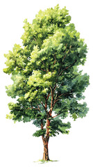 Fototapeta premium A vibrant green tree with a lush canopy.