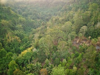 Aerial drone photography of tropical rainforests and mountains with a variety of green vegetation...