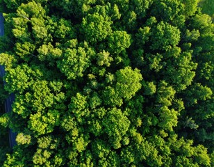Naklejka premium Lush forest canopy from above