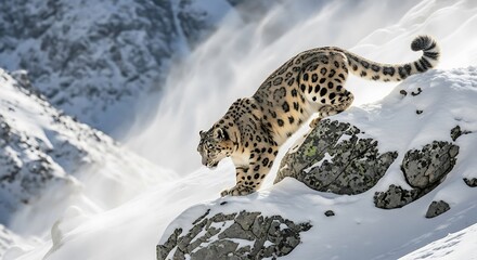Obraz premium Snow Leopard Perched Atop Rocky Outcrop in Snowy Mountains, Snow Leopard Prowling Across Snowy Mountains Amidst Blustery Snowfall