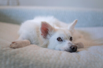 White fluffy dog lying on a light bed, looking thoughtfully to the side, cozy indoor scene with soft lighting and a relaxed, peaceful mood.