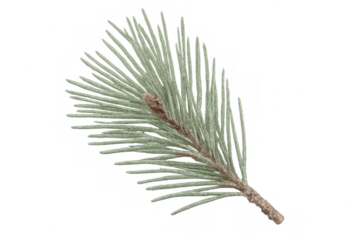 Pine tree branch closeup, featuring soft light green needles against transparent background, ideal for botanical graphic elements