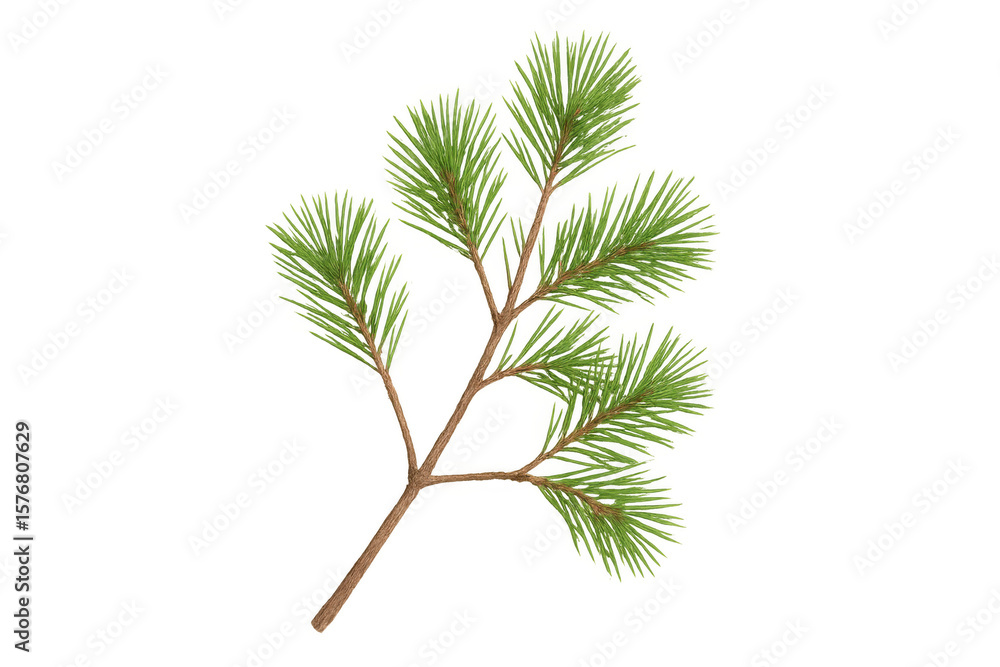 Poster pine tree branch with verdant needles, realistically rendered on transparent backdrop, highlighting 