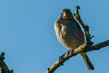 bird perched on a branch against a blue sky