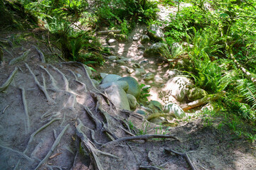 Naklejka premium Tree roots guiding a path in the forest