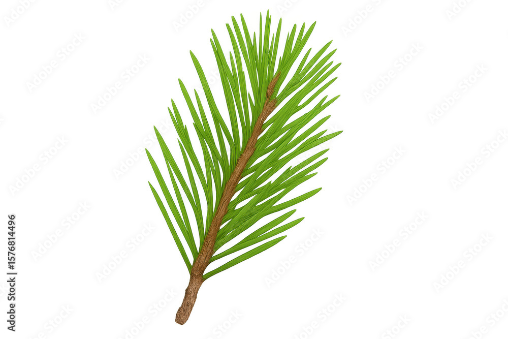 Poster pine branch displaying verdant needles, resting against transparent backdrop