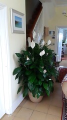 Peace lily plant in a corner of a hallway.