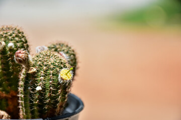 Little cactus on small pot, plant for decoration, soft focus.
