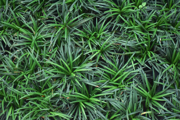 green grass texture