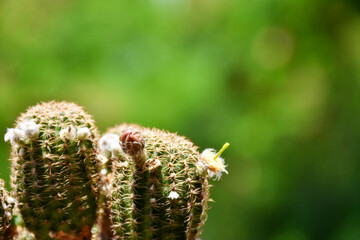 Little cactus on small pot, plant for decoration, soft focus.
