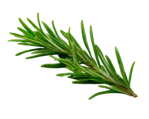 Fresh rosemary sprig with green leaves
