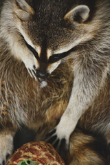 Very cute and funny baby raccoon looks into camera.
