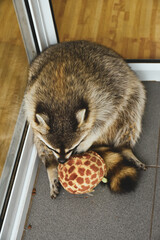 Very cute and funny baby raccoon looks into camera.
