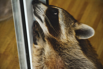 Very cute and funny baby raccoon looks into camera.
