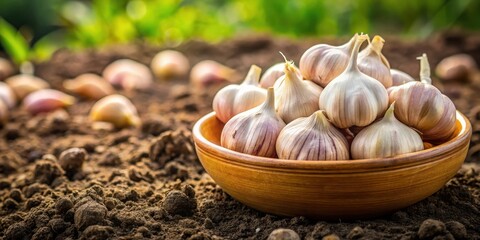 Freshly harvested garlic bulbs arranged in a bowl and placed on the soil ready for early spring planting