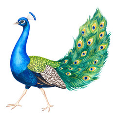 Fototapeta premium Majestic Peacock Portrait: A vibrant portrait of a peacock strutting proudly, its iridescent feathers and regal posture capture the essence of beauty and grace in the animal kingdom.