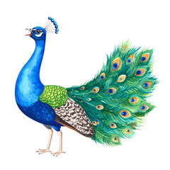 Fototapeta premium Majestic Peacock in Splendor: A vibrantly colored peacock struts proudly, showcasing its spectacular plumage in a watercolor illustration, the image captures the bird's beauty.
