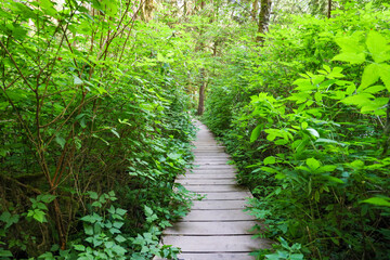 stairs and wood road in National Park