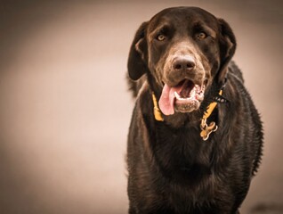 chocolate labrador retriever
