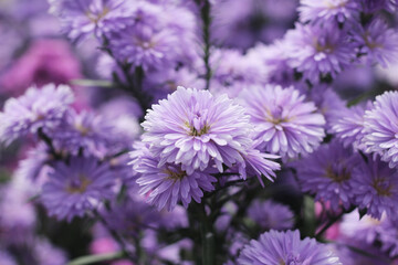 Countless pale purple marguerite flowers are in full bloom, revealing their delicate petals and...