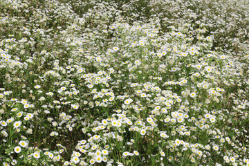A field of small white daisies blooms profusely, with countless white and pale yellow flowers visible across the green grassy hillside in rural Thailand