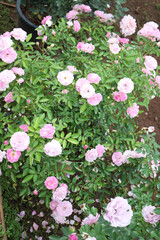  A vibrant bush of light pink and fuchsia roses blooms profusely amidst bright green leaves, showcasing the abundant beauty of diverse flowers in a garden.