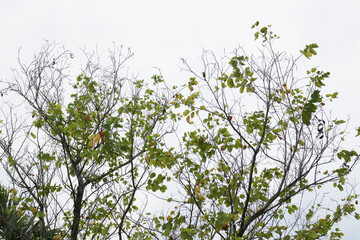 Bare, dry branches extend against an overcast white sky, with sparse new green leaves and some yellowing foliage indicating a transition in seasons.