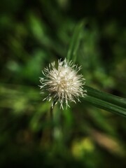 thistle flower in the wind