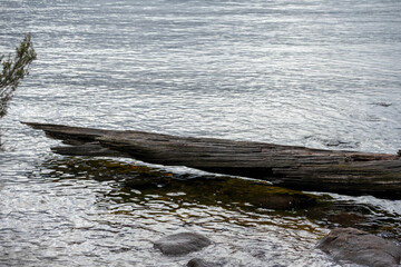 Old weathered fallen tree on shore of lake, Cradle Mountain - Lake St Clair National Park, Tasmania, Australia
