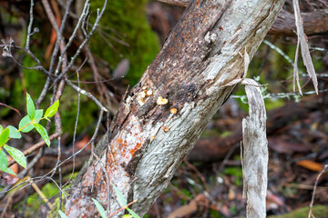 Mushrooms emerging on rotting log, Cradle Mountain - Lake St Clair National Park, Tasmania, Australia
