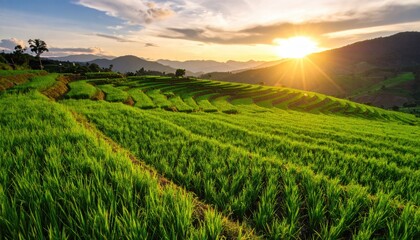 Fototapeta premium Lush green rice terraces at sunset