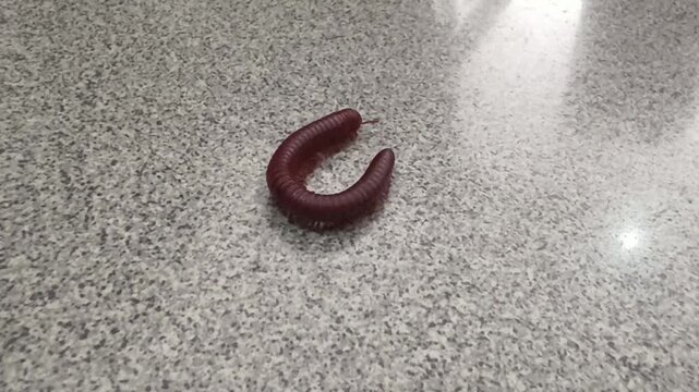Millipedes or keluwing are arthropods that have two pairs of legs per segment. Millipedes are an order of invertebrates belonging to the phylum Arthropoda, class Myriapoda.