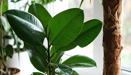 Fototapeta premium Lush indoor plant, vibrant green leaves