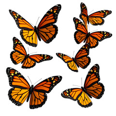 3D Realistic Monarch Butterfly Set in Various Flight Poses, Transparent PNG