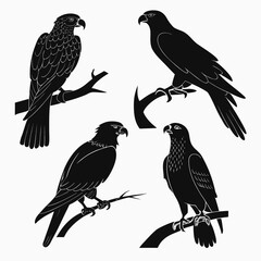 Four black raptors perched on branches falcon eagle